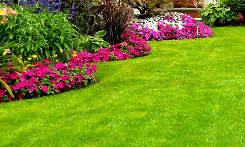 Semillas de Pasto Premium – 1 kg (Rinde hasta 50 m²) – Para Sol y Sombra