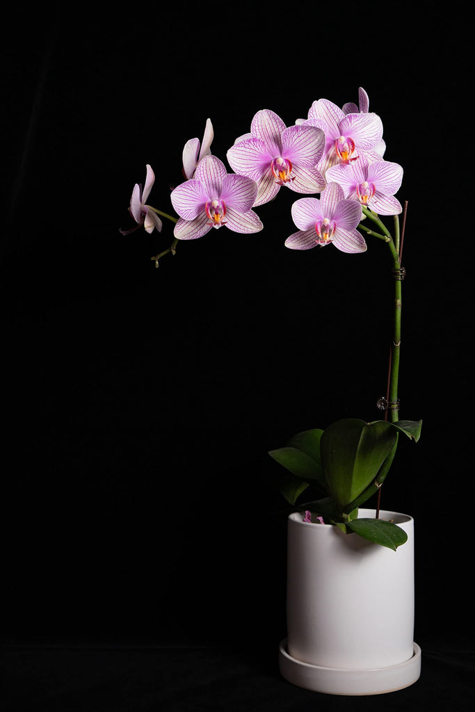 Sustrato para orquideas - Corteza de Pino 1Kg