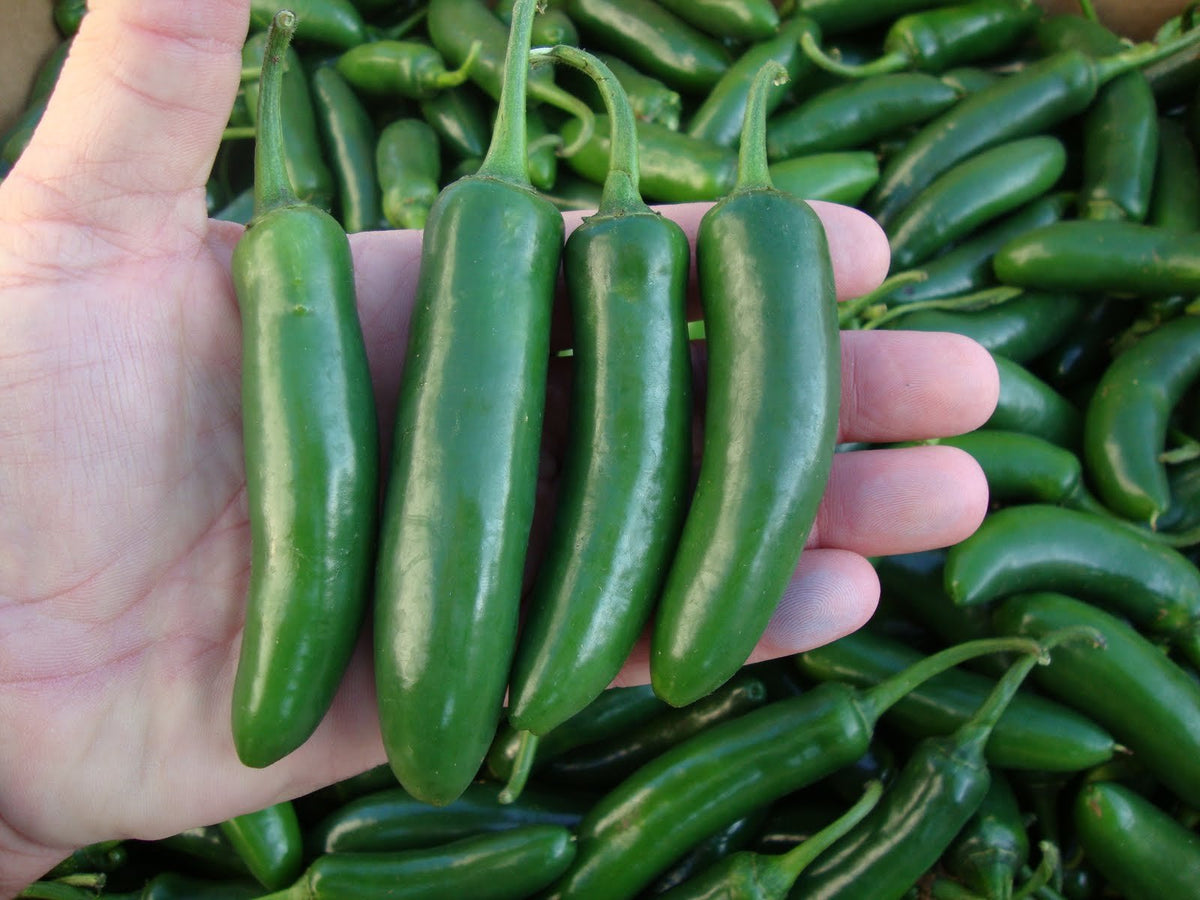 500 Semillas de Chile Serrano, ya preparadas y listas para plantar de alta germinacion