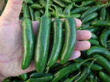 500 Semillas de Chile Serrano, ya preparadas y listas para plantar de alta germinacion
